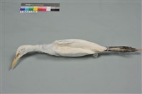 藏品(黃頭鷺)的圖片